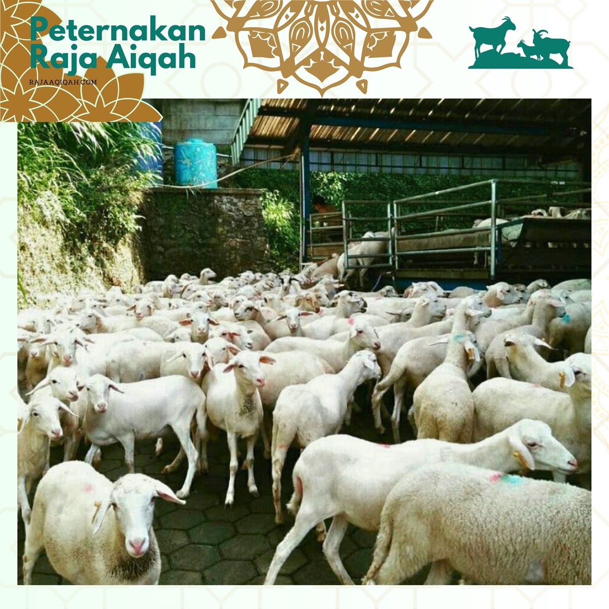 Kualitas Daging Terjamin Sehat