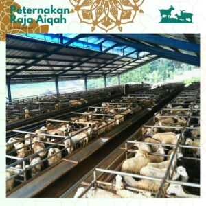 Daging Hewan Kualitas Terbaik